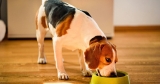 Health news: Washing your dog’s bowl can affect your health, US life expectancy drops, and more | Health