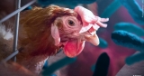 CDC says first person in the US tests positive for avian flu | Top Stories