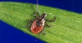 What kind of tick is it? See photos from the CDC – The Dispatch Argus