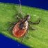 CDC advises masking indoors for Kaua‘i