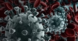 How Many Days Do COVID Antibodies Stick Around? | Health
