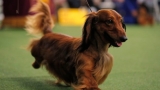 Dogs may detect COVID better than nasal PCR tests, study finds