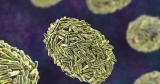 Can monkeypox spread through respiratory symptoms? New CDC guidance keeps local health officials wary | Local News