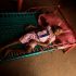 What to Know About the Monkeypox Outbreak