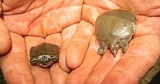 CDC ties Salmonella outbreak to small turtles | News