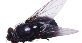 Flies, Roaches Probably Don't Spread COVID | Health | news-graphic.com – News- Graphic