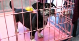 CDC: Pets suspected of having monkeypox should be isolated – NNY360