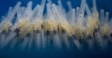 U.S. CDC expects Omicron COVID boosters for kids by mid-October | U.S. & World