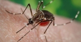 Scientists engineer mosquitoes that can’t transmit malaria; Plus, later bedtimes raise odds for diabetes, and more health news