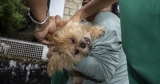 India World Rabies Day | AP Health News | messenger-inquirer.com – messenger-inquirer