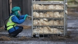 What is the bird flu? What to know about transmission in humans