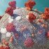 CDC updates the status of the ‘tripledemic’ : NPR