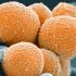 Mainland China reports no new COVID deaths for Dec 25 -China CDC