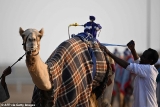 Experts warn of World Cup ‘camel flu’ – which kills up to a THIRD of everyone it strikes