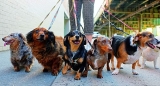 CDC Urges People With Monkeypox to Quarantine Pets
