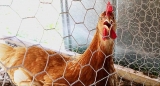 Stop Nuzzling Chickens, CDC Warns – Food Poisoning – WebMD