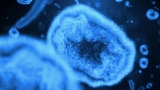 Monkeypox cases growing in Florida despite CDC optimism nationwide