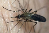 MSU researchers engage in CDC center of excellence aimed at addressing vector-borne diseases