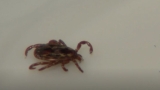 Maine on track to break tickborne disease records – WGME