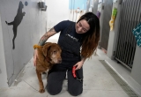 Animal welfare groups receive $550,000 from Rhode Island Foundation