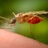 By the next RSV season, the US may have its first vaccine