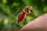 Dengue cases up in South Asia, CDC issues travel notice