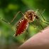 Covid vaccines won’t end pandemic and officials must now ‘gradually adapt strategy’