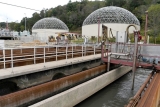 COVID-19 wastewater testing numbers skyrocketed June 1 in Asheville