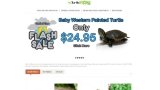 Salmonella outbreak linked to small turtles; 11 states with confirmed cases