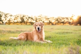 Boehringer Ingelheim donates approximately 100,000 pet rabies vaccine doses