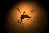 EU regulator recommends clearing Takeda’s dengue vaccine