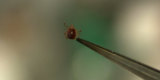 CDC finds increase in ticks from October to November