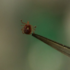 Florida COVID case counts, test results the best since spring