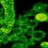 COVID-19’s impact on the immune system, and how this may affect subsequent infections