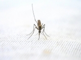 Health News | Life-saving Light Beam Can Now Detect Malaria