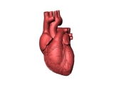 Health News | Cardiac Progenitor Cells Generate Healthy Tissue After Heart Attack