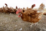 2 dead in salmonella outbreak CDC links to backyard poultry