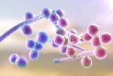 Newly discovered protein could be used to produce life-saving antifungals
