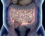 New Study Characterizes The Gut Virome