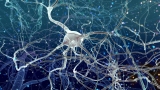 Stimulating Brain Circuits Promotes Neuron Growth In Adulthood, Improving Cognition And Mood
