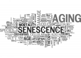 Stress accelerates immune aging, study finds