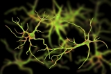 Research Reveals How Brain Inflammation May Link Alzheimer’s Risk, Sleep Disturbance