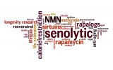 Senolytic drugs boost key protective protein