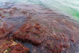 New Health Benefits Of Red Seaweeds Unveiled