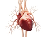World’s first partial heart transplant performed at Duke Health