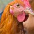 Fourth Progress Report on Global Trans Fat Elimination
