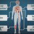 New online modeling hub will provide projections on health impact of COVID-19 across Europe