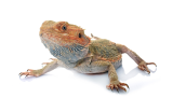 23 Salmonella illnesses linked to bearded dragons