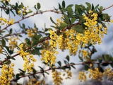 Plant compound berberine shows promise