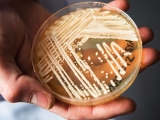 COVID-19 may promote the spread of drug-resistant Candida auris